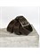 Ремень WILD BEAR RM-132 Brown Buffalo (130 см) 4d29bf62-775a-11f0-0a80-05c2000e21c4